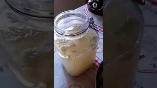 pétillant de rhubarbe avec du kéfir (3)