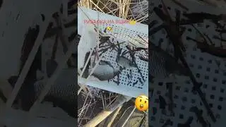 Рыбалка на ящик! Вот это рыбалка!