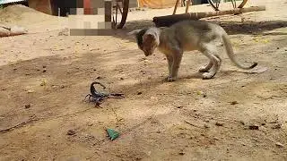 Scorpions vs Cat 😺
