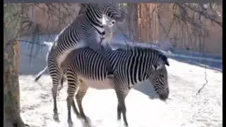 zibra mating|| wild animals short video