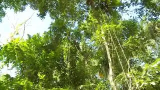 Bajo la selva amazónica