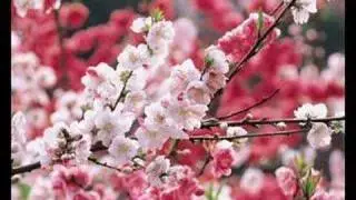 在那桃花盛開的地方 蔣大為