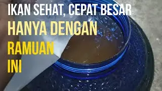 Membuat probiotik rabaal sendiri. tidak ada rahasia. budidaya ikan air tawar @ighlinkbudidaya