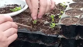 02.02.2022. Пикикую алиссум ампельный.