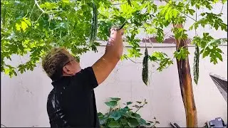 BACKYARD FARMING FROM PREPARATION TO HARVESTING