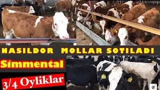 Симменталь ва Черный пестра🐄 ПОРОДА🐄 БУЗОКЛАР сотилади ☎️