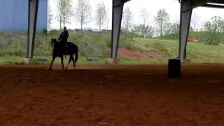 Duke Sitting Trot