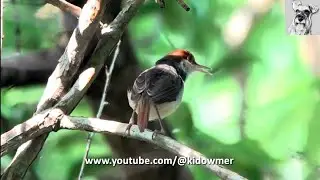 RUFOUS-TAILED TAILORBIRD Singing Duet with STRAW-HEADED BULBUL