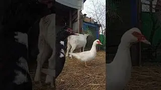 Деревня 