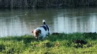 Jack Russell Terrier digging for Mice.