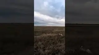 ОХОТА НА ЗАЙЦА РУСАКА !ЗАЯЦ РАЗМЕРОМ С СОБАКУ ! 