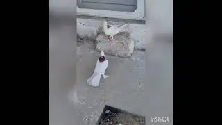 Baki Goyercinleri  Бакинские Голуби Baku Pigeons 2022