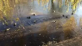 Пруд, уточки, осень