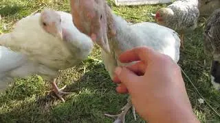 Индюки и курочки) Разговоры разговариваем)))