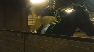Cat Jumps On Horse For Ride