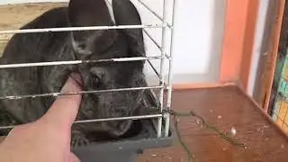 шиншилла