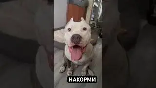 Амстафф голодный 