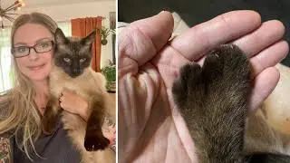 Abandoned Siamese Polydactyl Cat Has Paws As Big As His Heart!