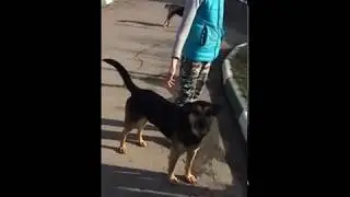 Наша поездка в приют для собак в Зеленограде