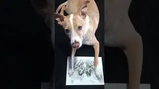 TENTE NÃO CHORAR! TRY NOT TO CRY! 