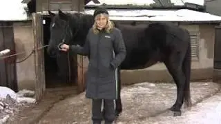 поможем лошадкам