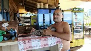 О Турках и О Кошках