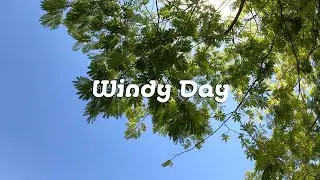 RELAXING FOREST SOUND, MORNING DOVE AND BIRDS SOUND, 1 HOURS OF RELAXING NATURE SOUND 
