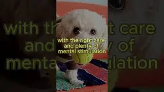 🎀 Toy Poodle: Elegance with a Long Lifespan! 🐩 | #6 of Top Long-Living Breeds I #shorts I #pets