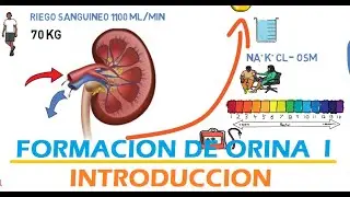Formación de la Orina I - Introducción.