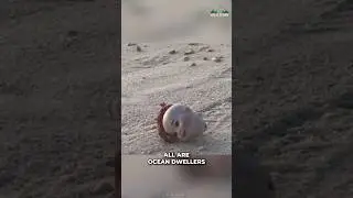 Hermit Crab Using Trash To Stay Safe