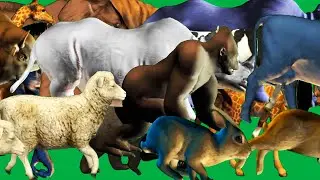Green Screen Animals Stampede Running and Walking Green Screen Blue Screen Best HD Green Screen Anim