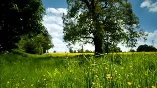 Green 🍏| meditation | music
