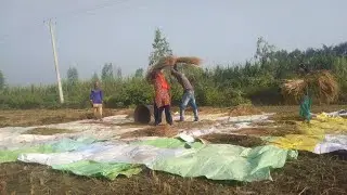 rice threshing( Hand beating method ) .