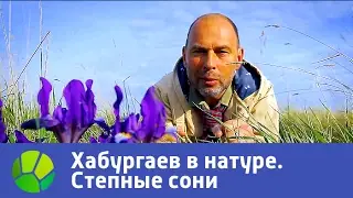 Степные сони. Хабургаев в натуре | Живая Планета