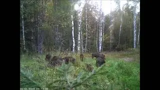 Самые опасные звери