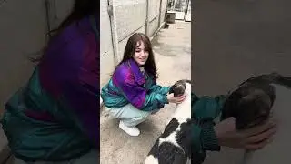 Спасение животных- собачий приют/ забрать собаку из приюта. Хвостики ищут маму и папу
