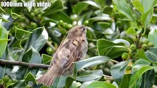 Nikon Coolpix p510 Zoom Test on Birds