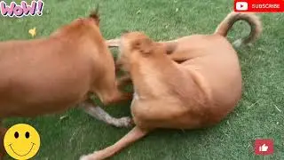 dog funny moments 💘#dogs lovers videos #animals 💯#youtube #dog #cute viral #viral video #funny  😙||