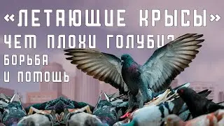 Как в городе появились голуби? Чем они плохи?