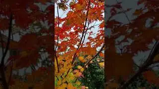 Прогулка под дождём