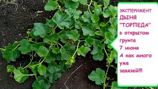 ЭКСПЕРИМЕНТ. ДЫНЯ 