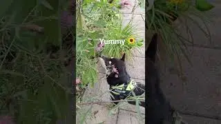 Vegetarian🤔😱? Shiba enjoys Sunflower!