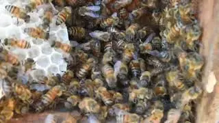 Bees attack Asian giant hornets