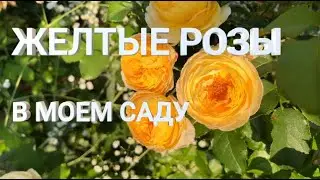 ЖЕЛТЫЕ РОЗЫ в МОЕМ САДУ | Сорта роз | Красивые желтые розы