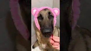 Do you think Turkey enjoyed it?🧼🐾💚 #dog #dogs