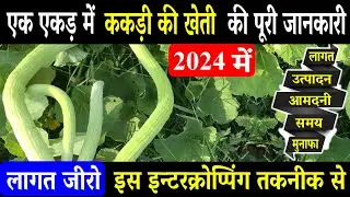 ककड़ी की खेती कब और कैसे करें | Kakdi Ki Kheti Kab Aur Kaise Karen | Tar Kakdi Ki Kheti