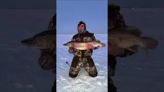 Крокодил 