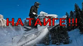 TAIGA IS A THING!