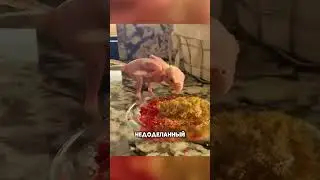 A mutant chick from Kazakhstan 😱