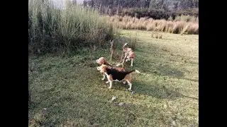 CACERÍA de CONEJOS con PERROS BEAGLES// TEMPORADA 2021..